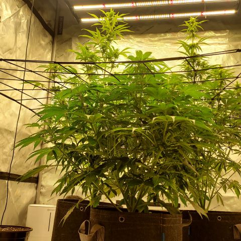 Royal runtz automatic , Northren lights automatic  growlog timeline photo