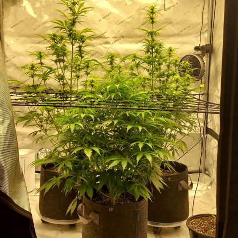 Royal runtz automatic , Northren lights automatic  growlog timeline photo