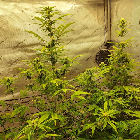 Royal runtz automatic , Northren lights automatic  growlog timeline photo