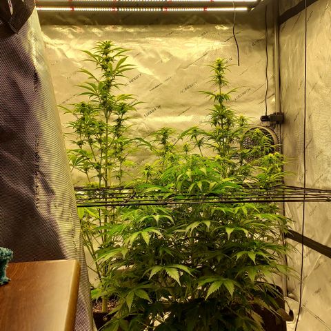 Royal runtz automatic , Northren lights automatic  growlog timeline photo