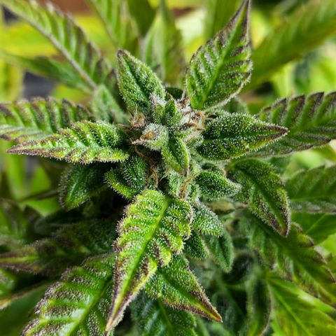 Royal runtz automatic , Northren lights automatic  growlog timeline photo