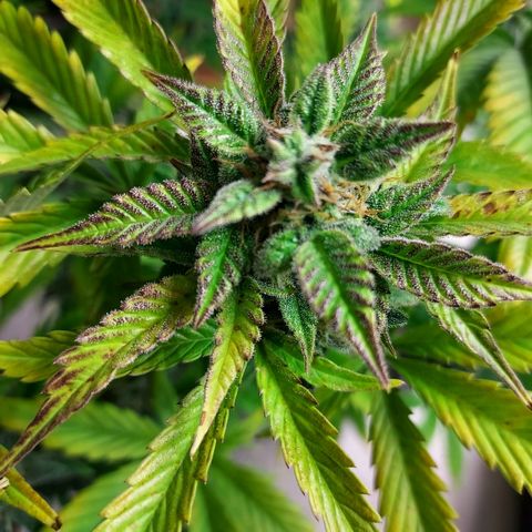 Royal runtz automatic , Northren lights automatic  growlog timeline photo