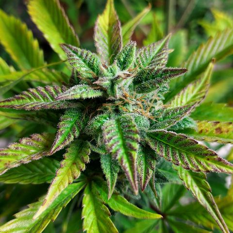Royal runtz automatic , Northren lights automatic  growlog timeline photo