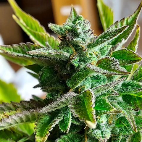 Royal runtz automatic , Northren lights automatic  growlog timeline photo