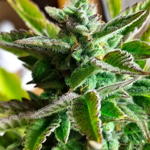 Royal runtz automatic , Northren lights automatic  growlog timeline photo