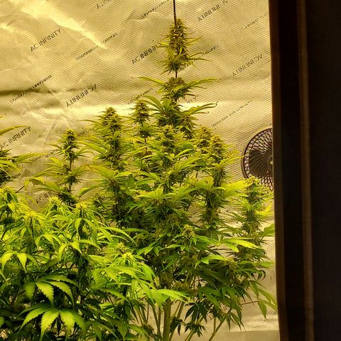 Royal runtz automatic , Northren lights automatic  growlog timeline photo
