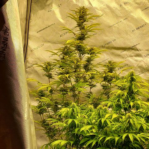 Royal runtz automatic , Northren lights automatic  growlog timeline photo