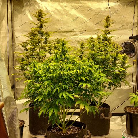 Royal runtz automatic , Northren lights automatic  growlog timeline photo