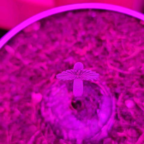 Runtz Automatik  growlog timeline photo