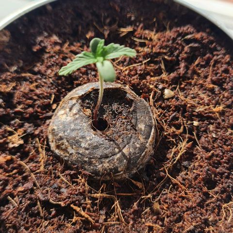 Runtz Automatik  growlog timeline photo