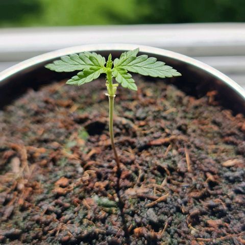 Runtz Automatik  growlog timeline photo