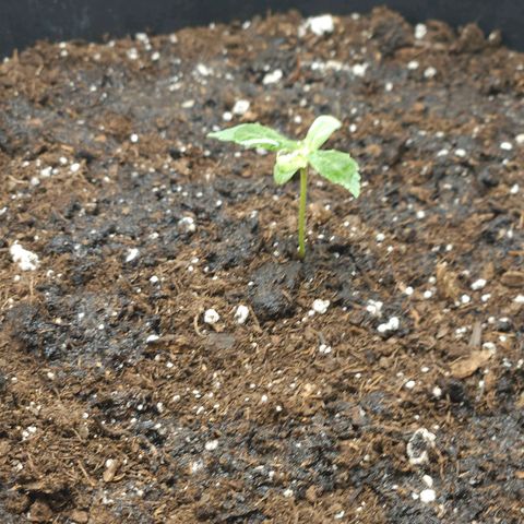 Dark Devil Auto growlog timeline photo