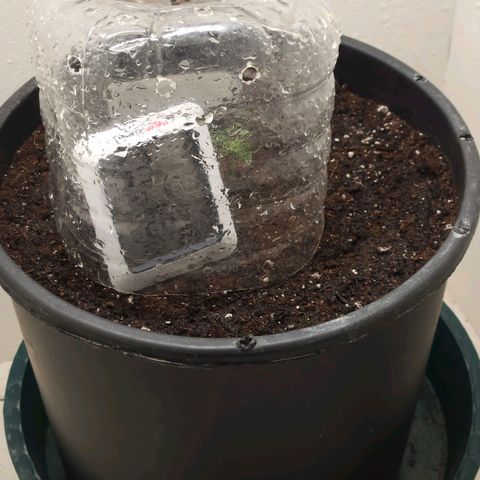 Dark Devil Auto growlog timeline photo