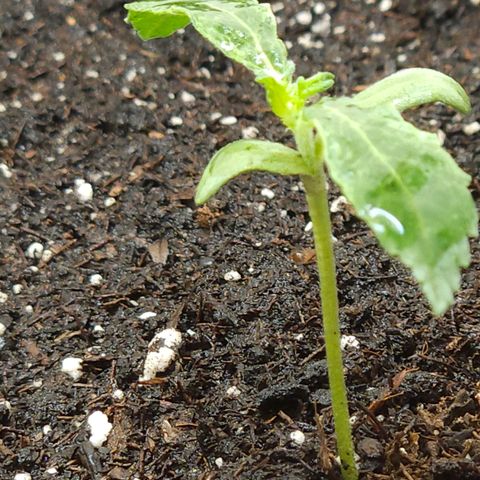 Dark Devil Auto growlog timeline photo