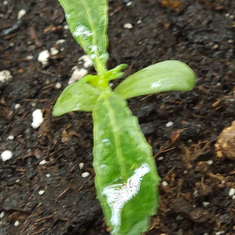 Dark Devil Auto growlog timeline photo