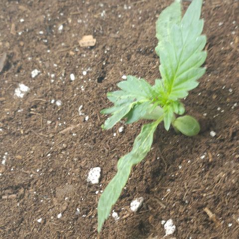 Dark Devil Auto growlog timeline photo