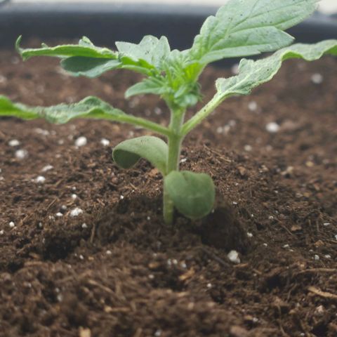 Dark Devil Auto growlog timeline photo