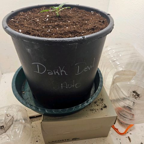 Dark Devil Auto growlog timeline photo