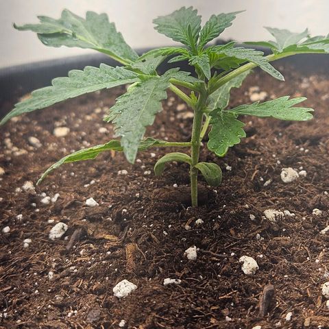 Dark Devil Auto growlog timeline photo