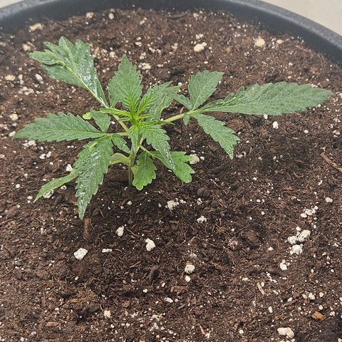 Dark Devil Auto growlog timeline photo