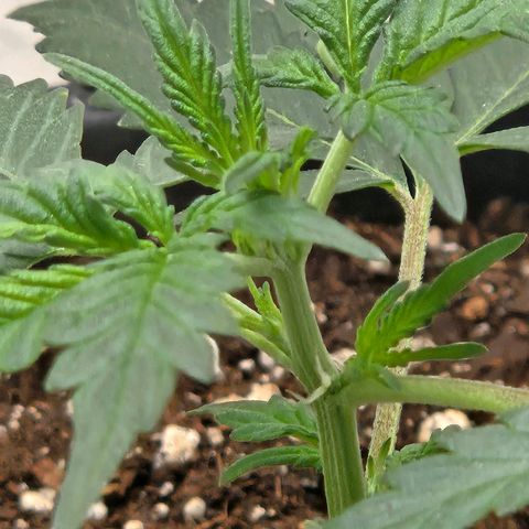 Dark Devil Auto growlog timeline photo