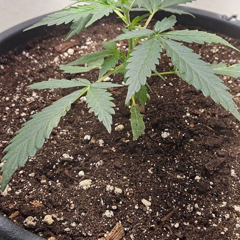 Dark Devil Auto growlog timeline photo