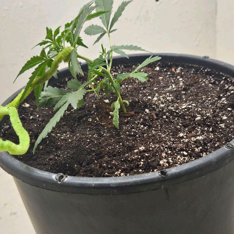 Dark Devil Auto growlog timeline photo