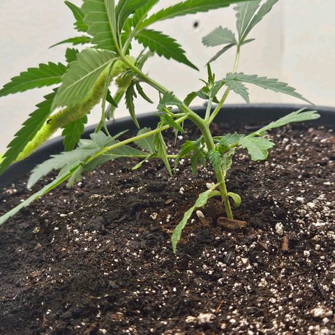 Dark Devil Auto growlog timeline photo