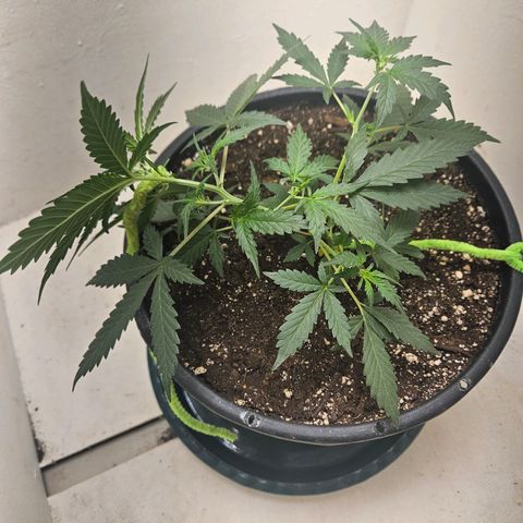 Dark Devil Auto growlog timeline photo