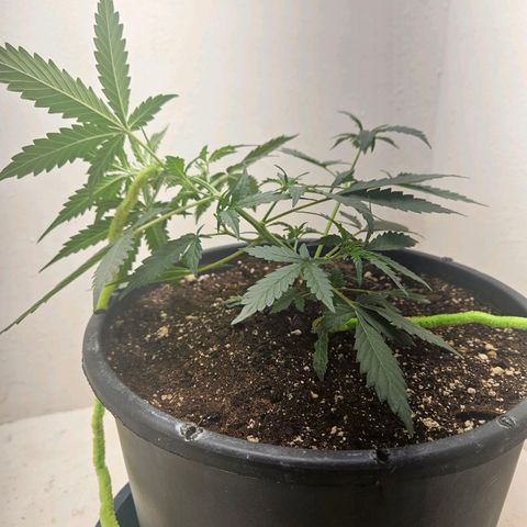 Dark Devil Auto growlog timeline photo