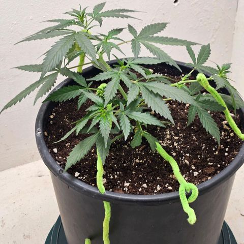 Dark Devil Auto growlog timeline photo