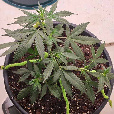 Dark Devil Auto growlog timeline photo