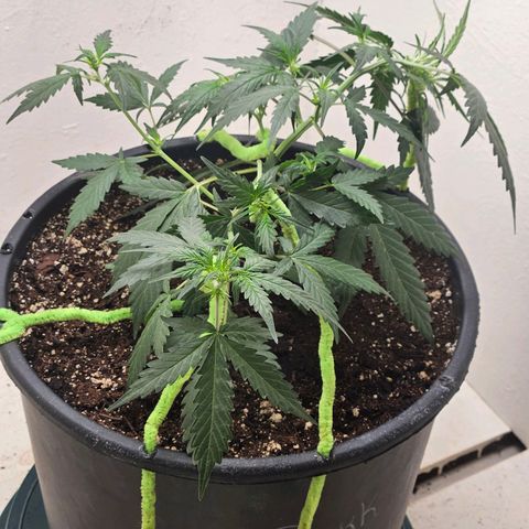 Dark Devil Auto growlog timeline photo