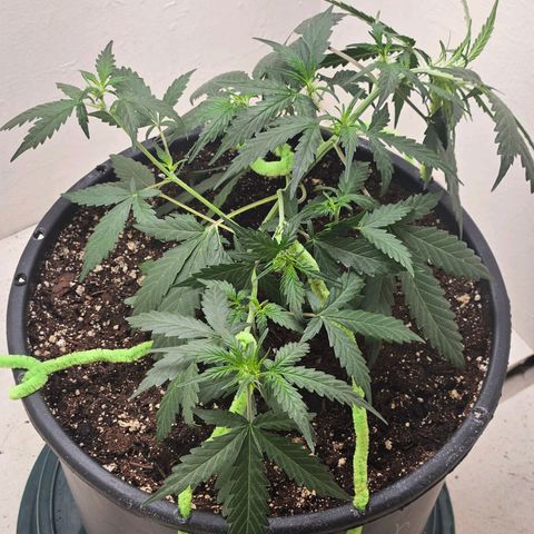 Dark Devil Auto growlog timeline photo