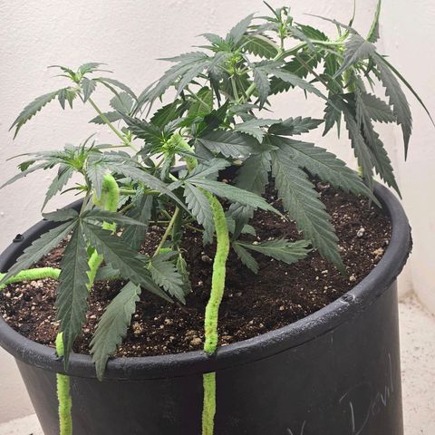 Dark Devil Auto growlog timeline photo