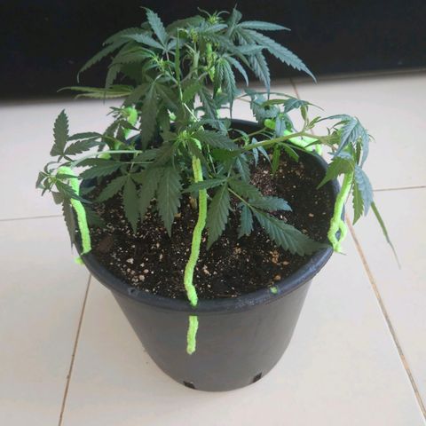 Dark Devil Auto growlog timeline photo