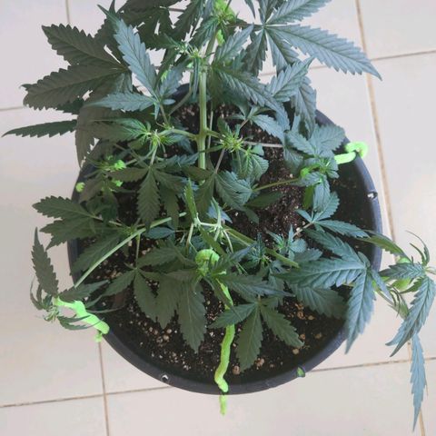 Dark Devil Auto growlog timeline photo