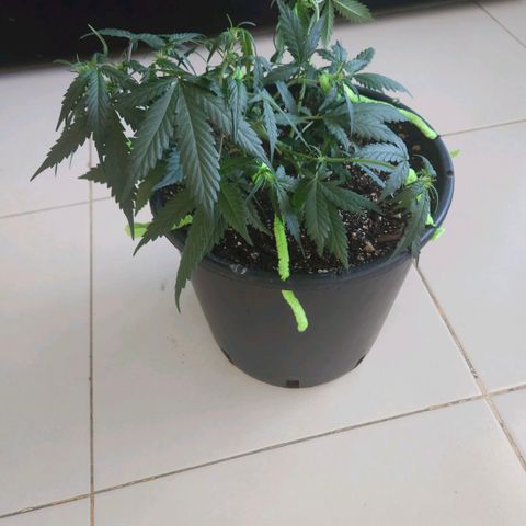Dark Devil Auto growlog timeline photo