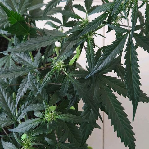 Dark Devil Auto growlog timeline photo