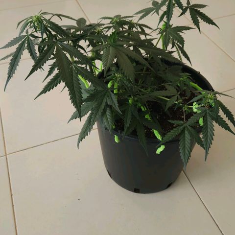 Dark Devil Auto growlog timeline photo