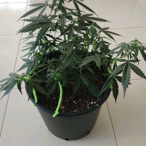 Dark Devil Auto growlog timeline photo