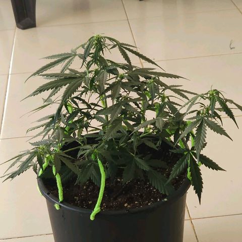 Dark Devil Auto growlog timeline photo