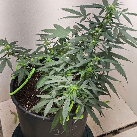 Dark Devil Auto growlog timeline photo