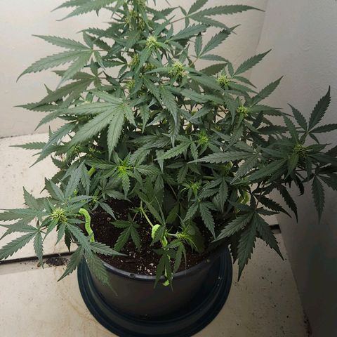 Dark Devil Auto growlog timeline photo