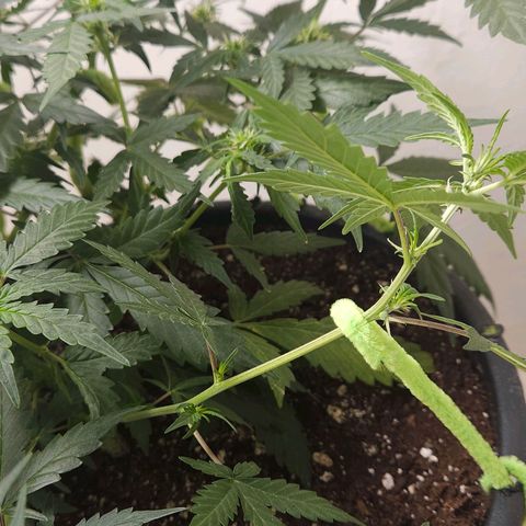 Dark Devil Auto growlog timeline photo