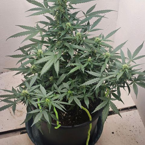 Dark Devil Auto growlog timeline photo