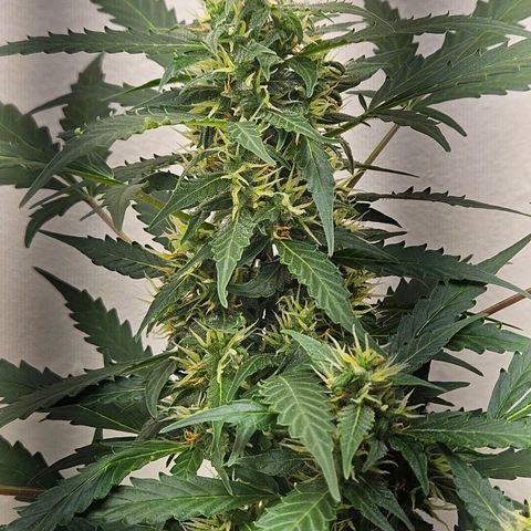 Dark Devil Auto growlog timeline photo
