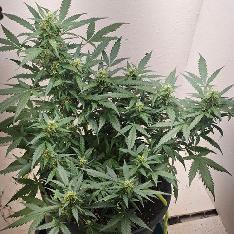 Dark Devil Auto growlog timeline photo