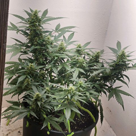 Dark Devil Auto growlog timeline photo