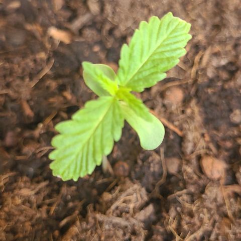 Royal Critical  growlog timeline photo